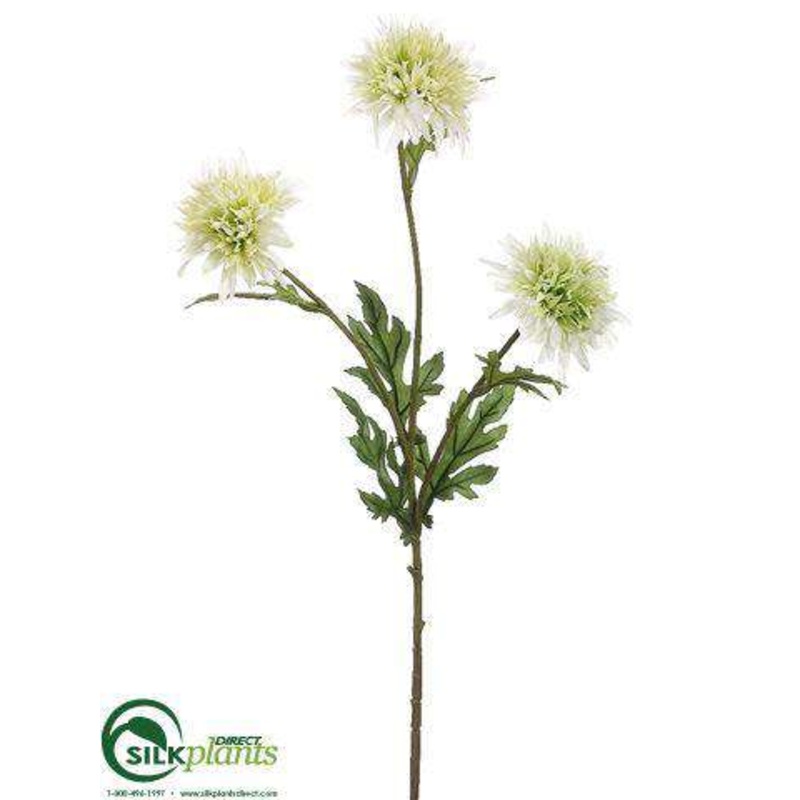 Aster Mum Spray – Green Cream – Pack of 12