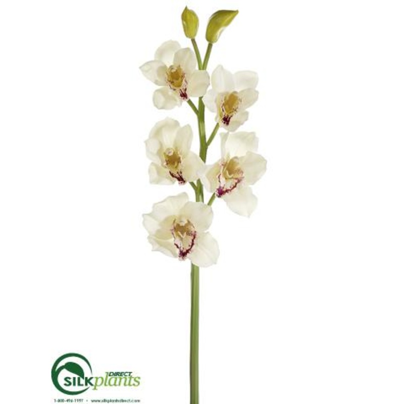 Cymbidium Orchid Spray – Cream Burgundy – Pack of 6