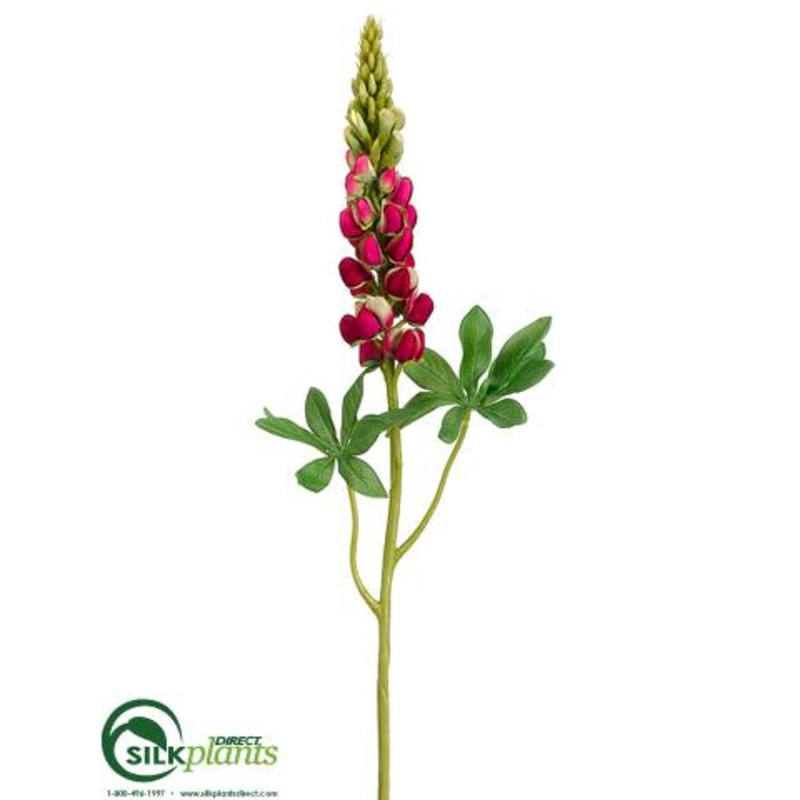 Lupinus Spray – Beauty Green – Pack of 12
