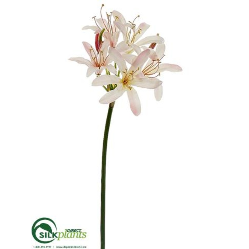 Nerine Lily Spray – Pink Cream – Pack of 12