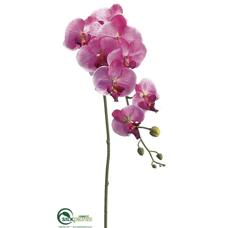 Phalaenopsis Orchid Spray – Orchid Violet – Pack of 12