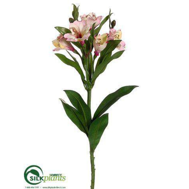 Alstroemeria Spray – Pink Cream – Pack of 12