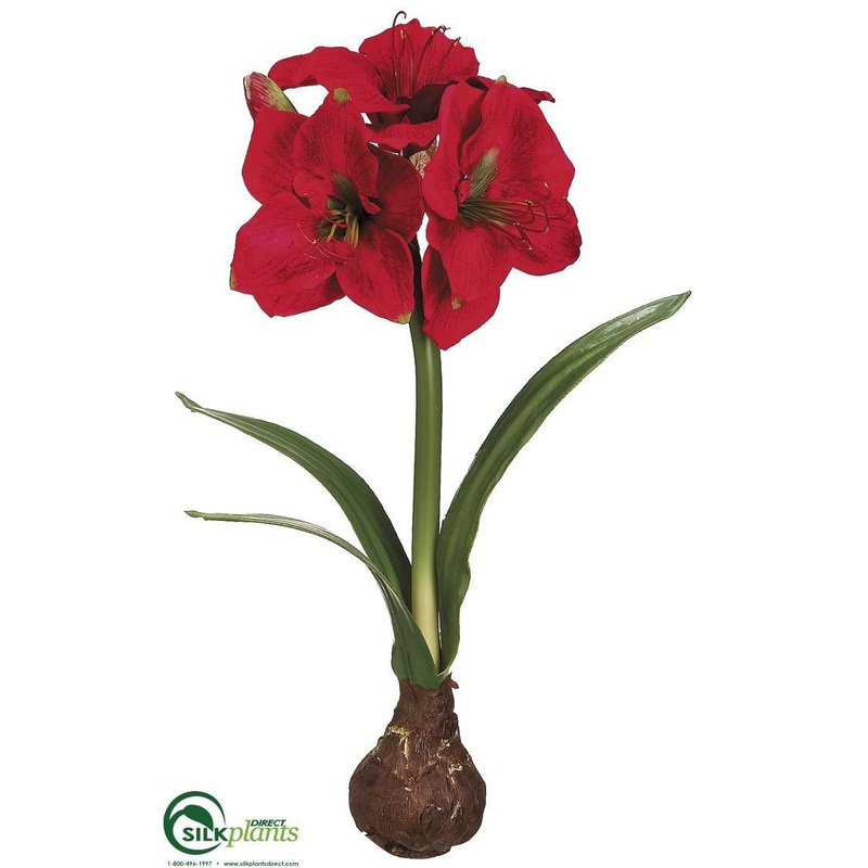 Amaryllis – Red – Pack of 4