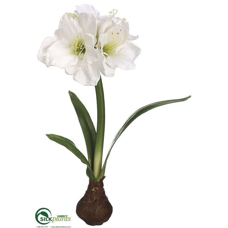 Amaryllis – White – Pack of 4