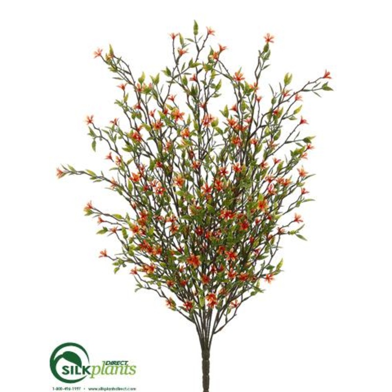 Wild Starflower Bush – Orange – Pack of 12
