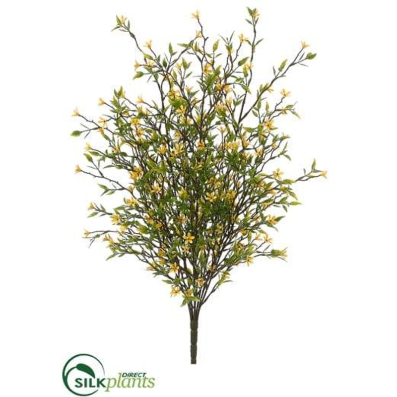 Wild Starflower Bush – Yellow – Pack of 12