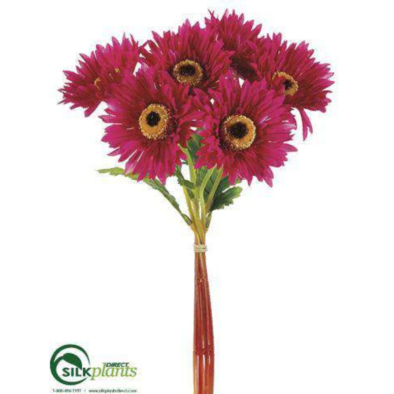 African Daisy Bundle – Beauty – Pack of 12
