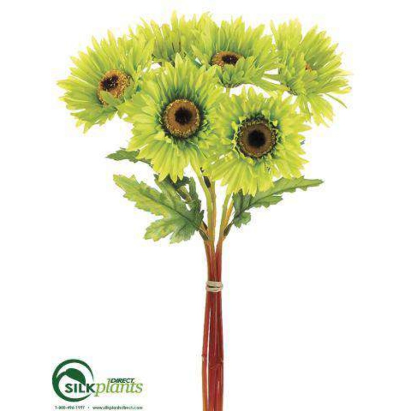 African Daisy Bundle – Green – Pack of 12