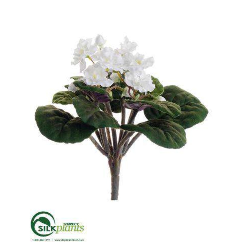 African Violet Bush – White – Pack of 12