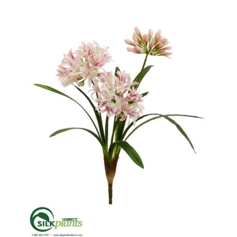 Agapanthus Bush – Cream Fuchsia – Pack of 12