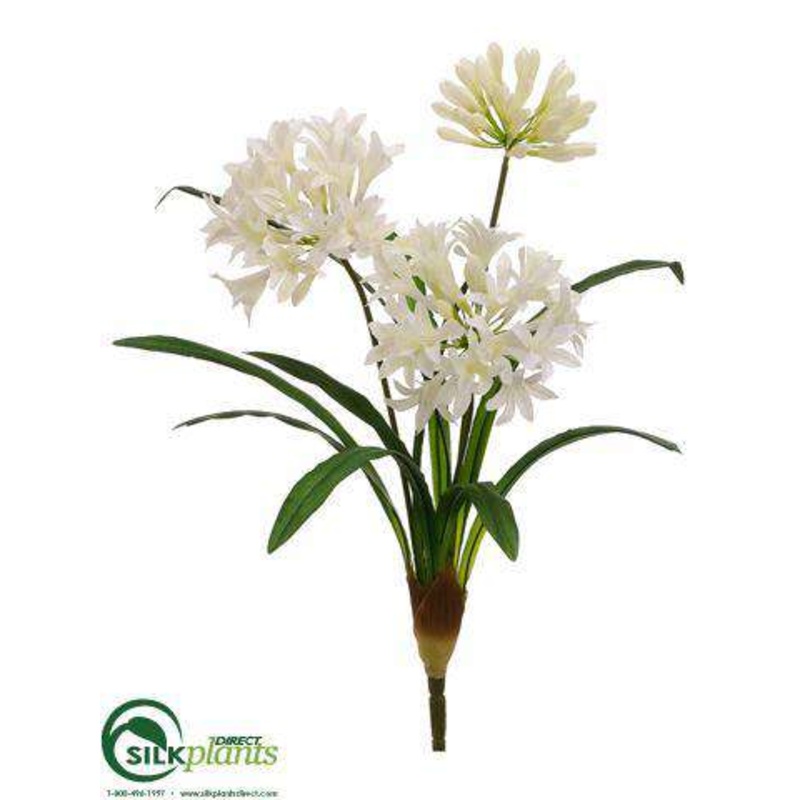 Agapanthus Bush – Cream White – Pack of 12