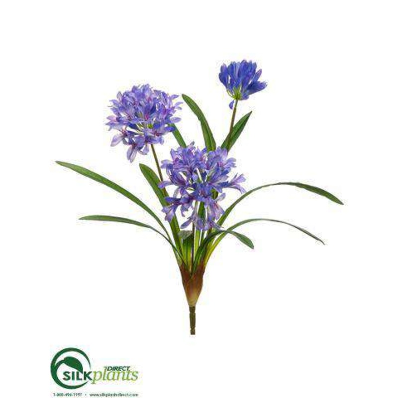 Agapanthus Bush – Lavender Purple – Pack of 12