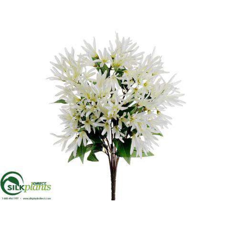 Agapanthus Bush – White – Pack of 12