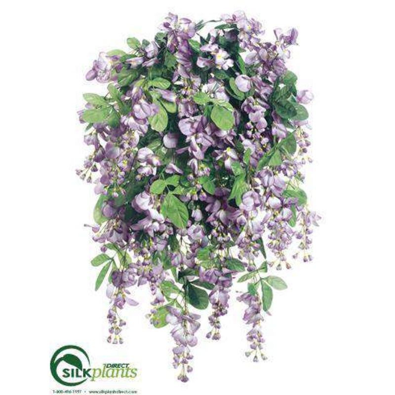 Wisteria Bush – Purple – Pack of 4