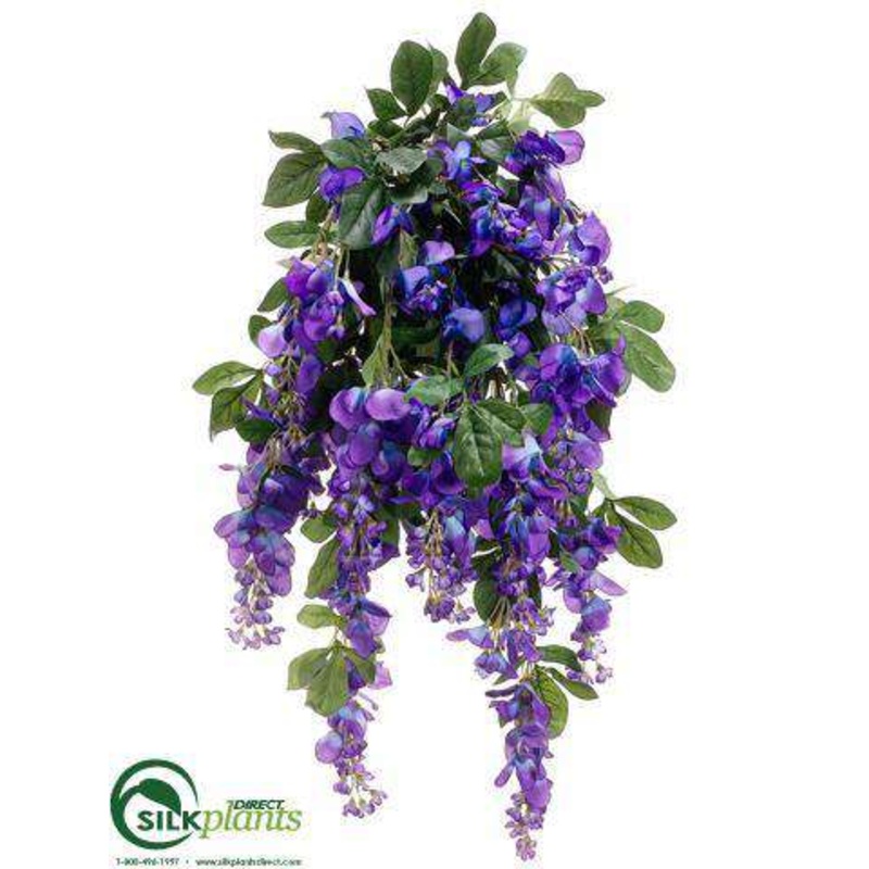 Wisteria Bush – Purple – Pack of 6