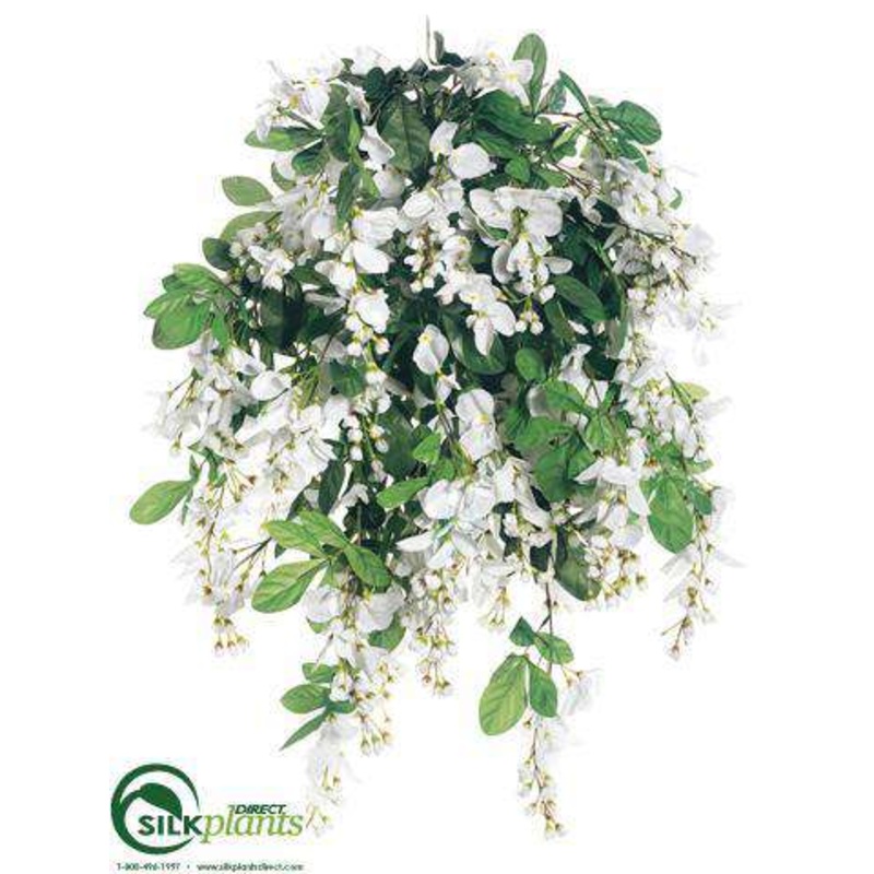 Wisteria Bush – White – Pack of 4