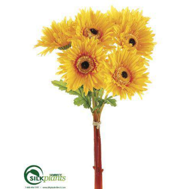 African Daisy Bundle – Yellow – Pack of 12