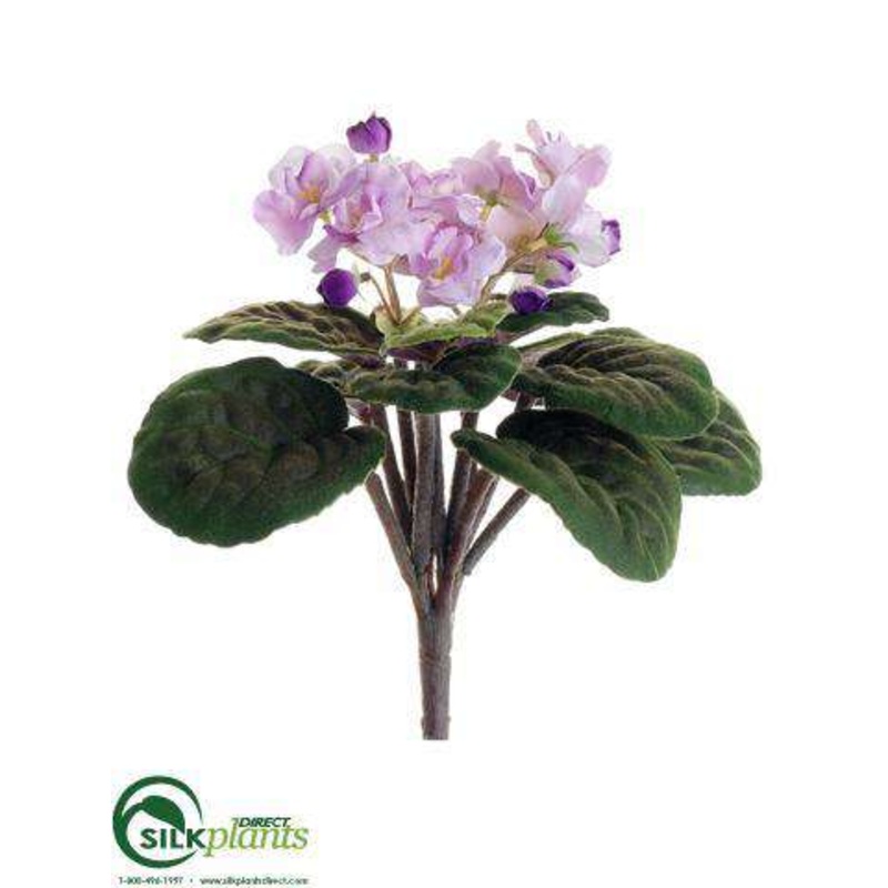 African Violet Bush – Lavender – Pack of 12