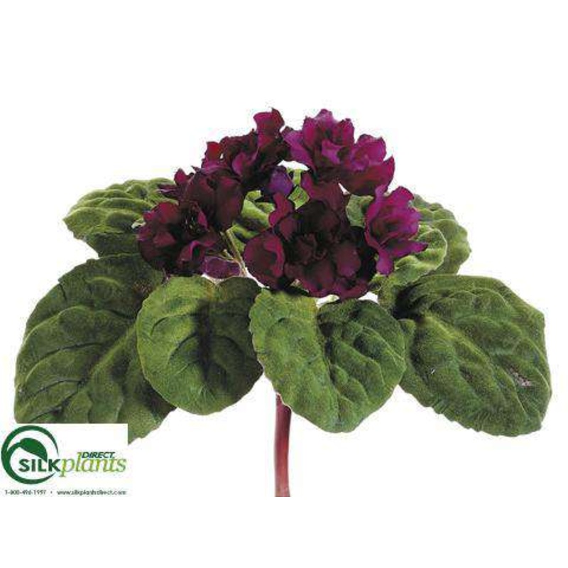 African Violet Bush – Purple Dark – Pack of 6