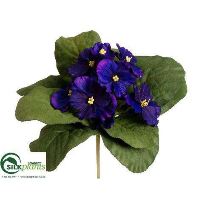 African Violet Bush – Purple – Pack of 12
