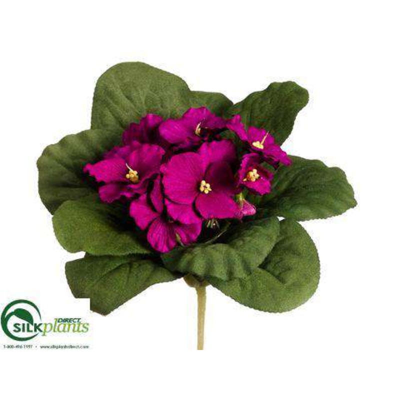 African Violet Bush – Violet – Pack of 12