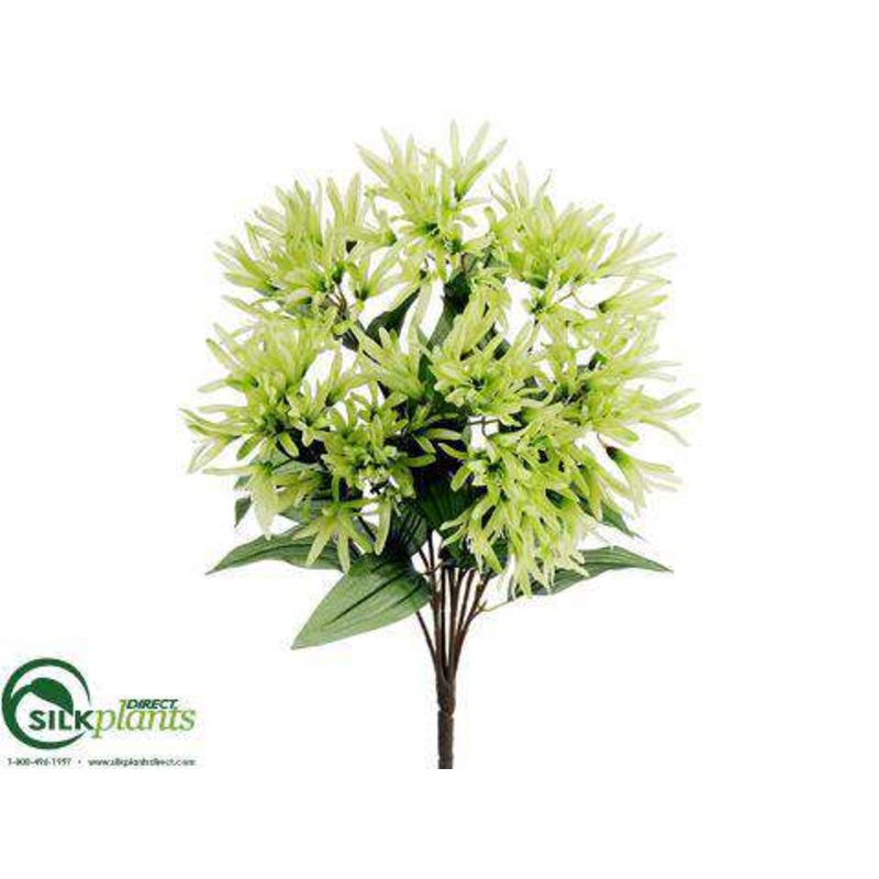Agapanthus Bush – Green – Pack of 12