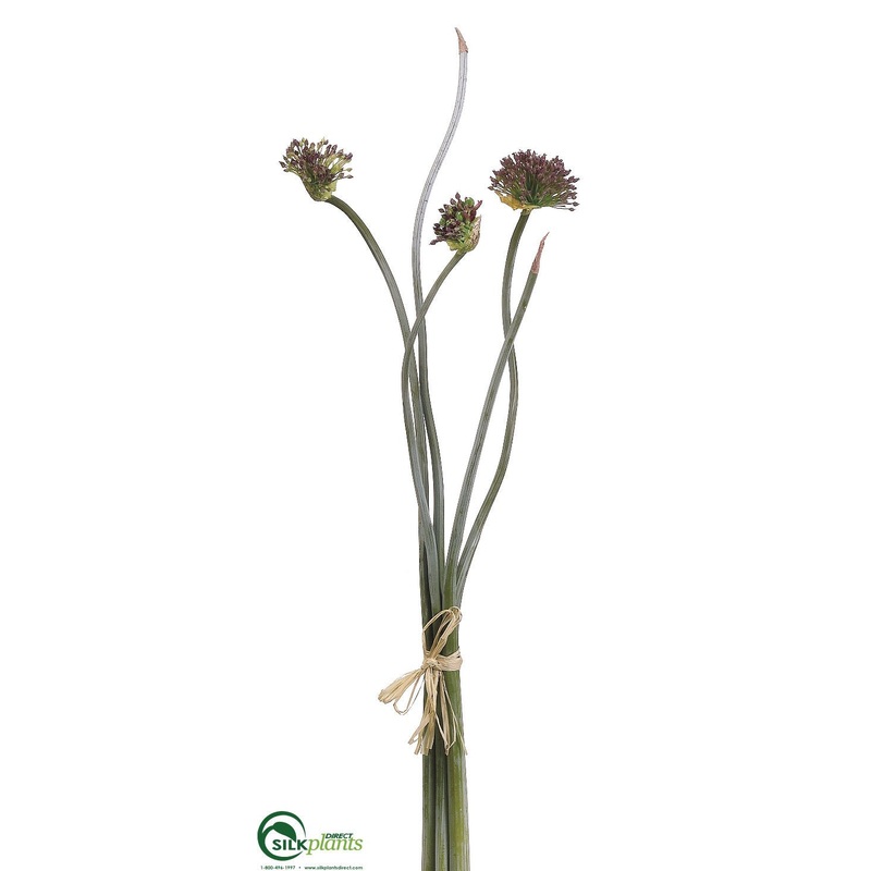 Allium Bundle – Violet – Pack of 12