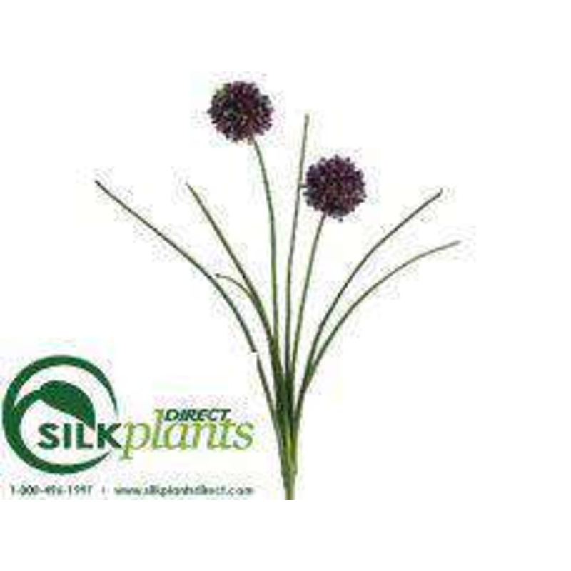 Allium Bush – Burgundy Dark – Pack of 24