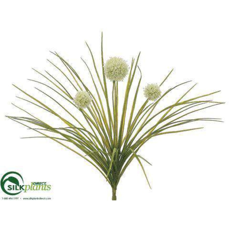 Allium Bush – Cream – Pack of 12