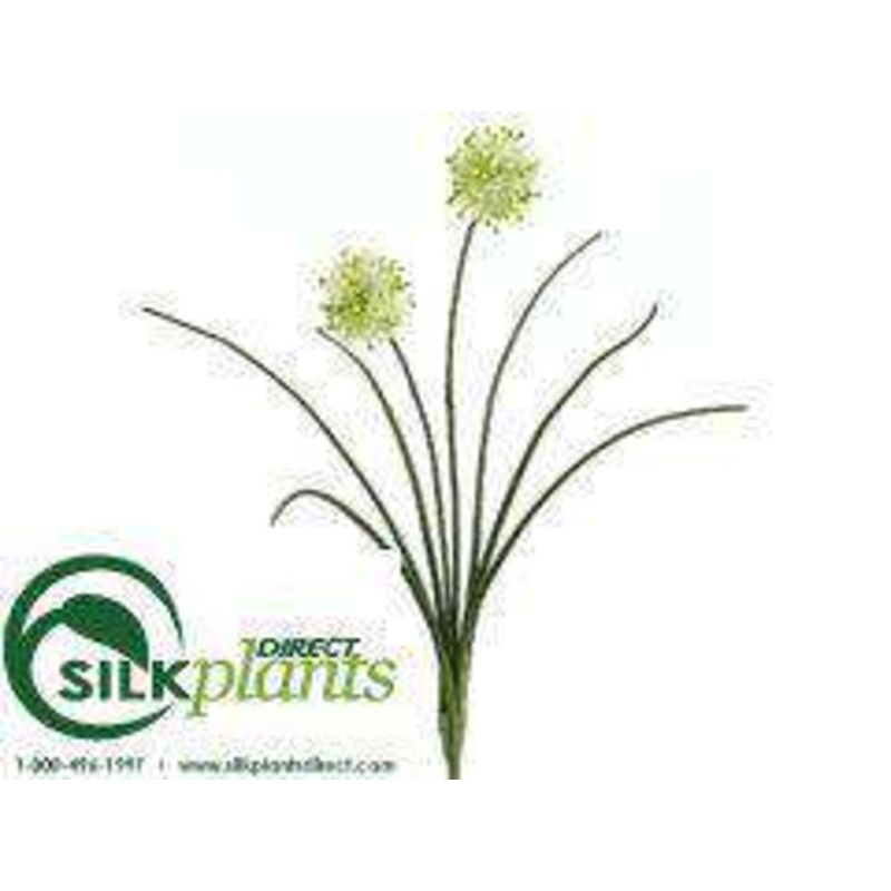 Allium Bush – Cream – Pack of 24