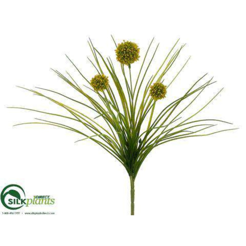 Allium Bush – Yellow – Pack of 12