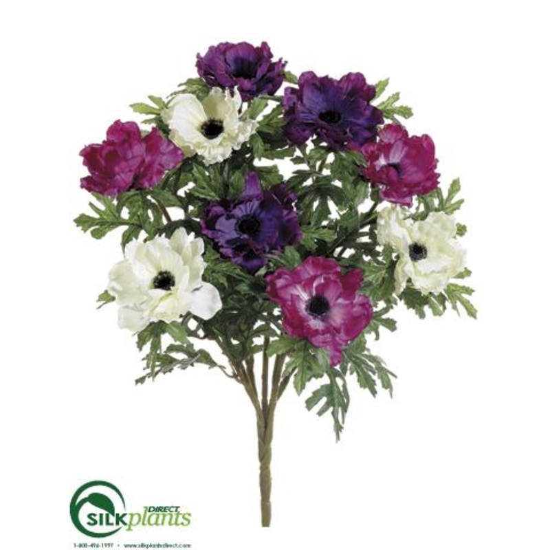 Anemone Bush – Purple Fuchsia – Pack of 12