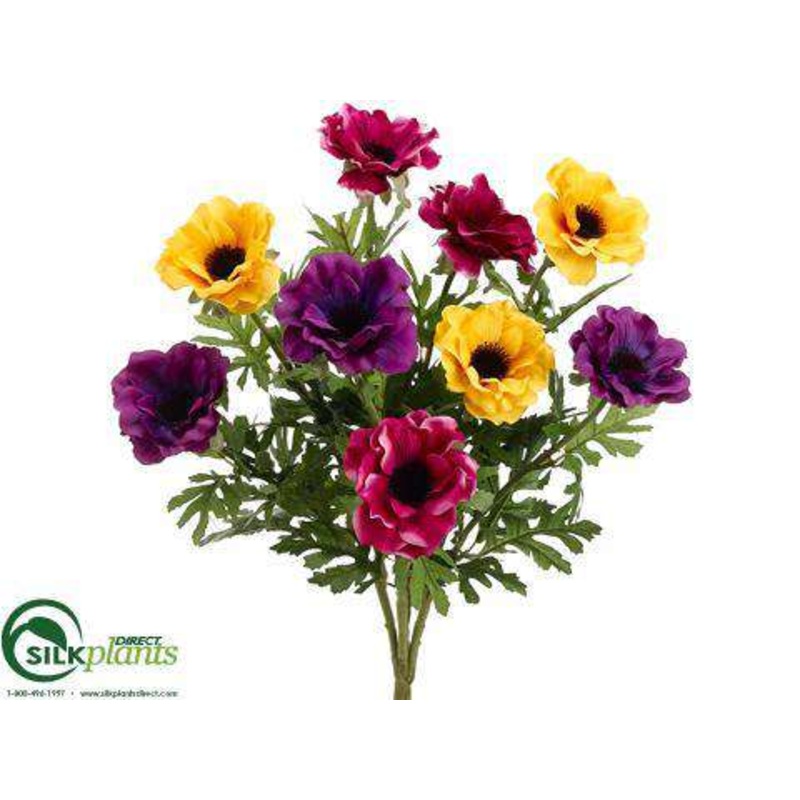 Anemone Bush – Purple Gold – Pack of 12