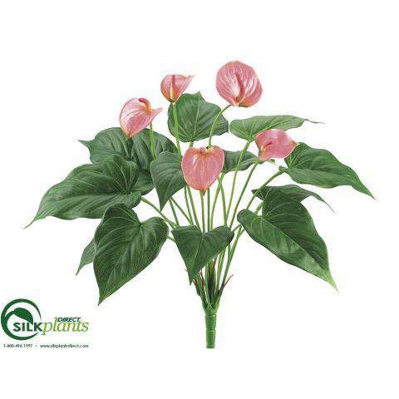 Anthurium Bush – Pink – Pack of 12