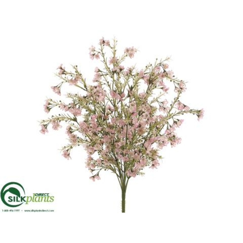 Wax Flower Bush – Pink Light – Pack of 12
