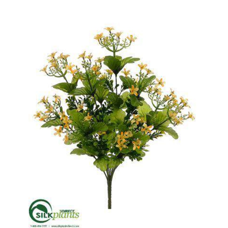 Wax Flower Bush – Yellow – Pack of 12