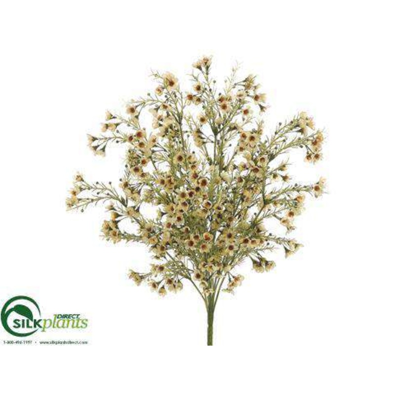 Wax Flower Bush – Yellow Soft – Pack of 12