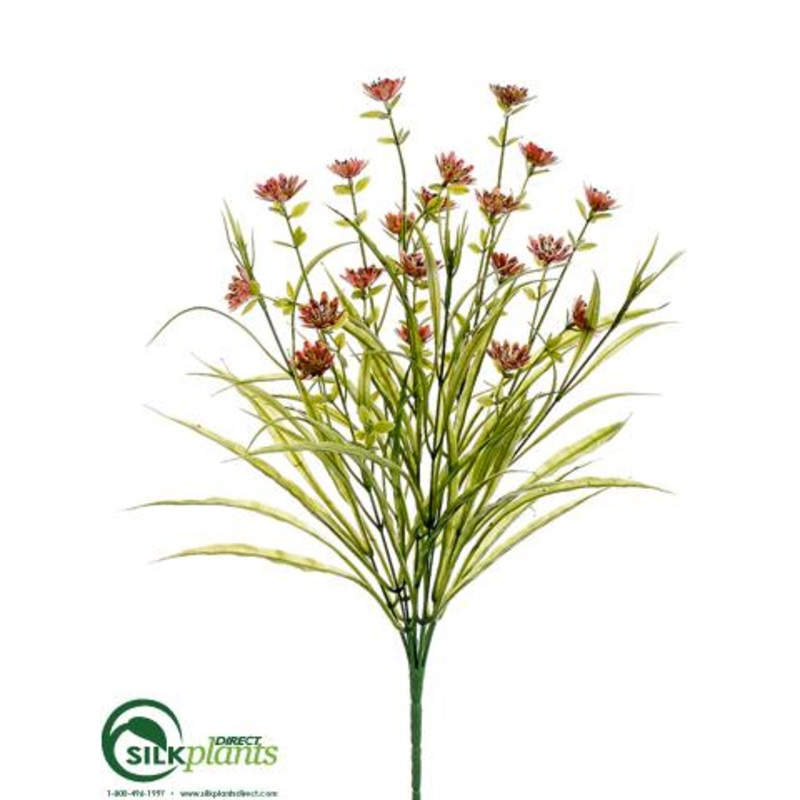 Wild Astrantia, Grass Bush – Pink – Pack of 12