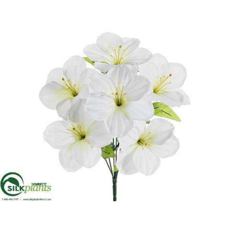 Amaryllis Bush – Cream White – Pack of 12