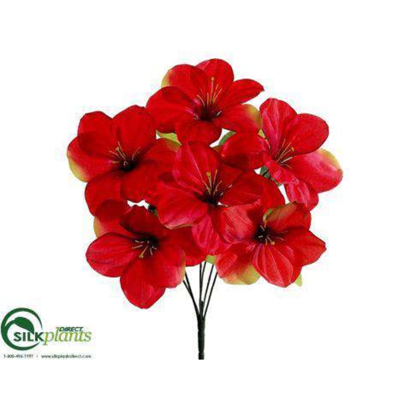 Amaryllis Bush – Red – Pack of 12