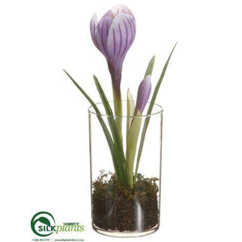 Crocus – Purple – Pack of 12