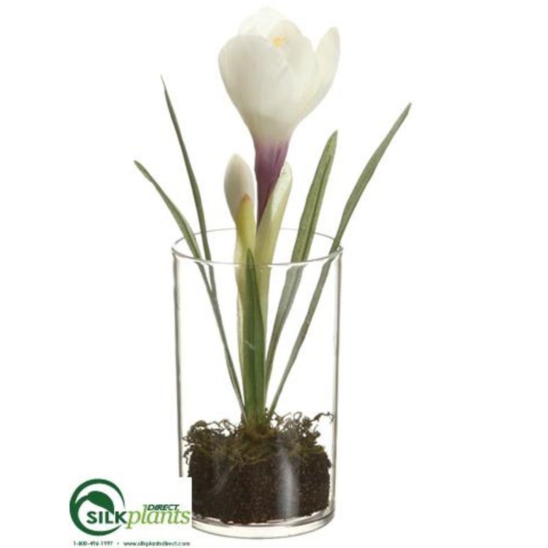 Crocus – White – Pack of 12