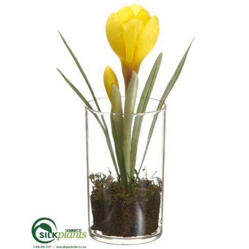 Crocus – Yellow – Pack of 12