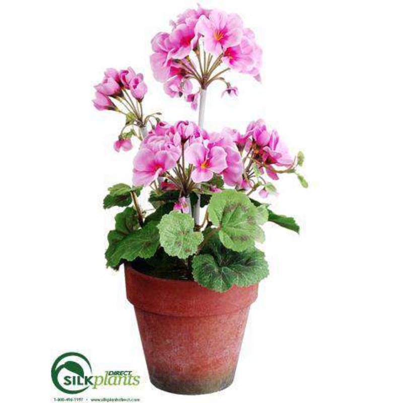 Geranium – Pink – Pack of 12