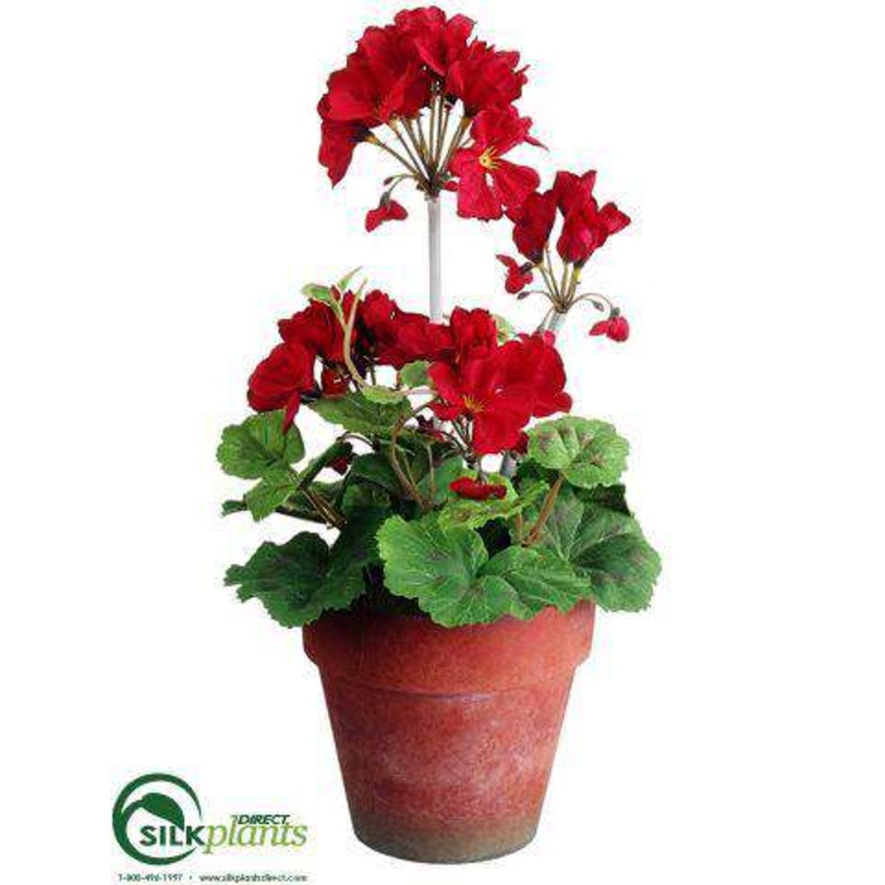 Geranium – Red – Pack of 12