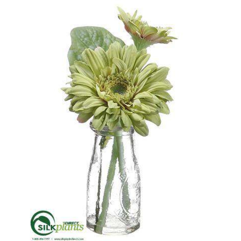 Gerbera Daisy – Green – Pack of 12
