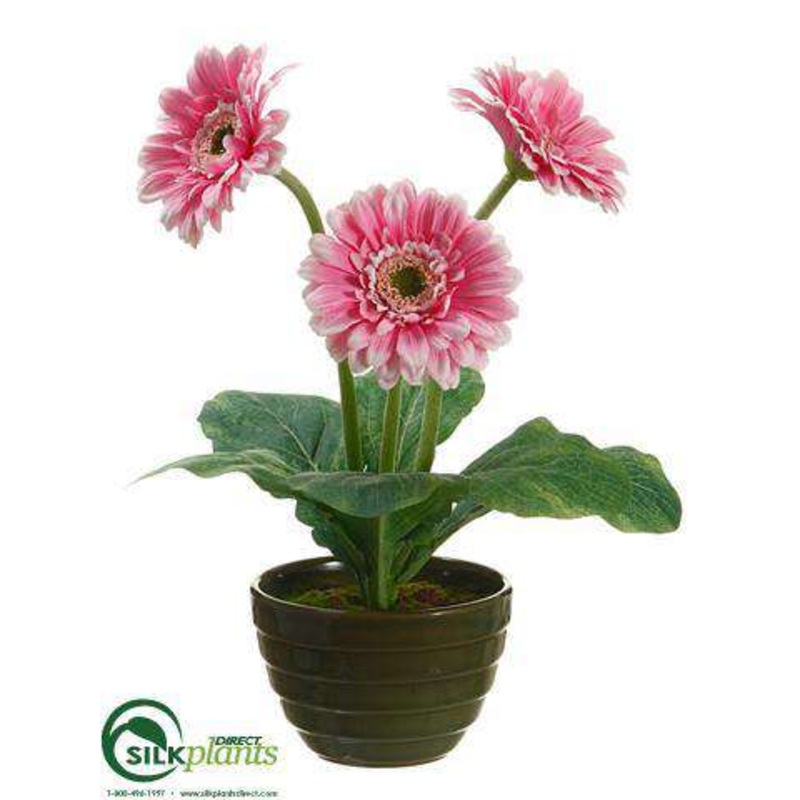 Gerbera Daisy – Pink – Pack of 6