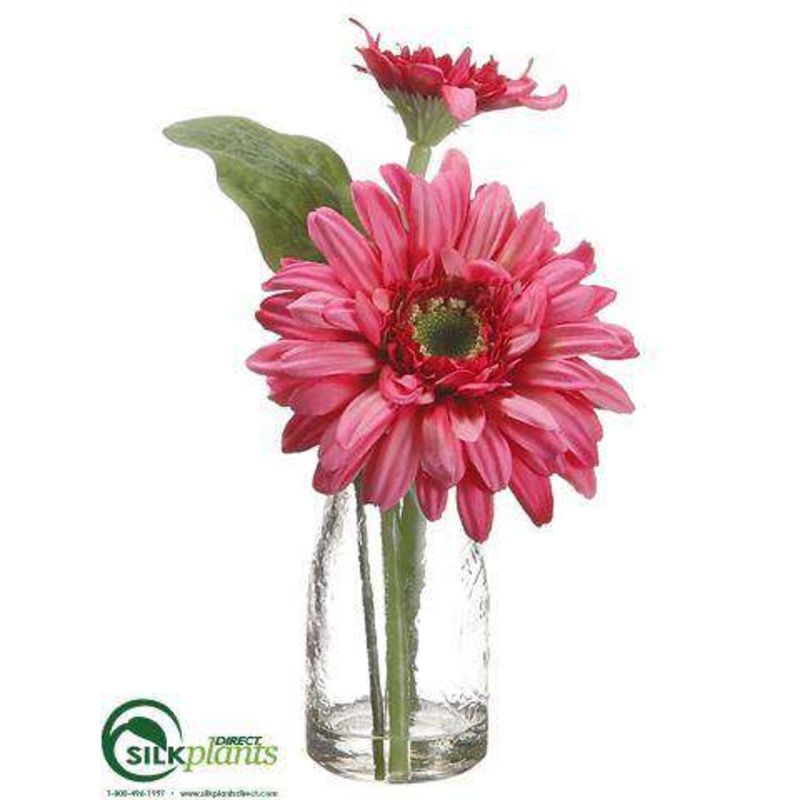 Gerbera Daisy – Rose Two Tone – Pack of 12