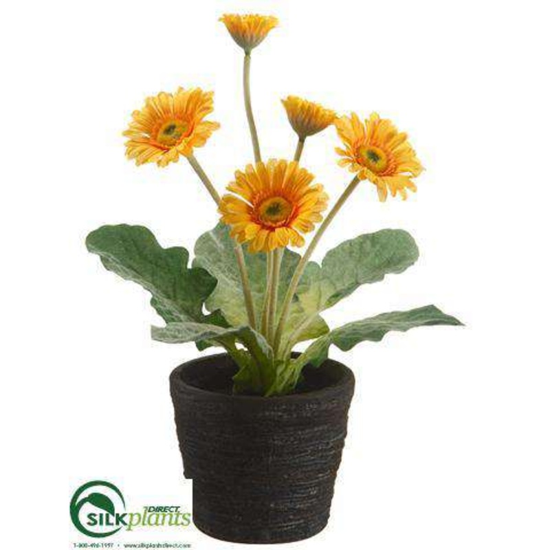 Gerbera Daisy – Yellow – Pack of 6