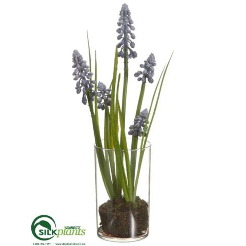Grape Hyacinth – Blue – Pack of 12